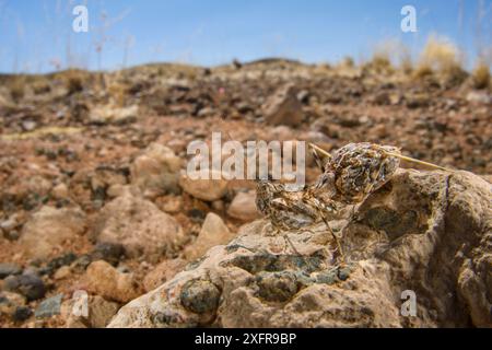 Preying mantis (Ligariella sp), well camouflaged, Namibia Stock Photo