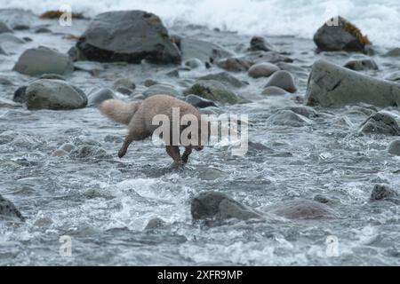 Arctic fox (Vulpes lagopus) male blue colour morph. Hornstrandir Nature Reserve, Iceland. March. Stock Photo