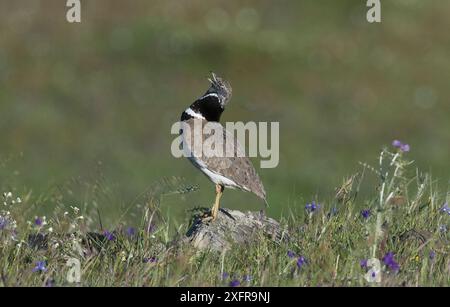 Little Bustard male (Tetrax tetrax) displaying, Alentejo, Portugal Stock Photo