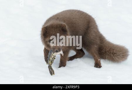 Arctic fox (Vulpes lagopus) blue colour morph female with lumpsucker fish (Cyclopterus lumpus) scavenged from the beach. Hornstrandir Nature Reserve, Iceland. March Stock Photo