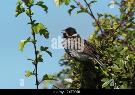 Reed bunting male (Emberiza schoeniclus) singing from a hawthorn tree overlooking its breeding territory. Plumage wet from a recent shower. Druridge Bay, Northumberland, England, UK, July. Stock Photo