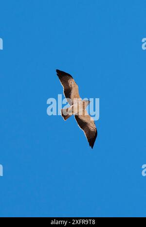 Booted eagle (Hieraaetus pennatus) in flight. Extremadura, Spain, April. Stock Photo