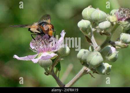 Great / Large pied hoverfly (Volucella pellucens) female feeding on a Bramble (Rubus fruticosus) flower, Wiltshire, UK, July. Stock Photo