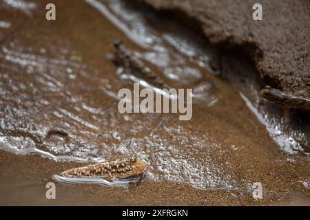 The barred mudskipper, Periophthalmus argentilineatus, is also known as the silver-lined mudskipper. They are found in marine, fresh and brackish wate Stock Photo