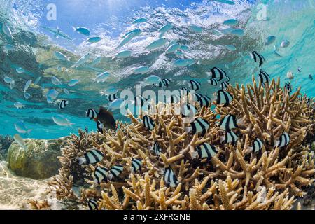 Humbug damselfish, Dascyllus aruanus, and blue green chromis, Chromis viridis, over staghorn coral in the shallows of Tumon Bay marine preserve, Guam, Stock Photo