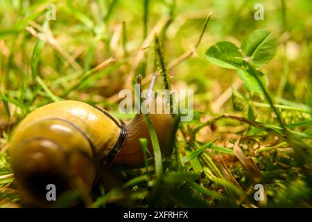 Snail going on an adventure and living its best life Stock Photo