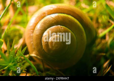 Snail going on an adventure and living its best life Stock Photo