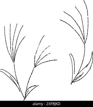 Silver grass, line drawing illustration set. Stock Vector