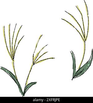 Silver grass, freehand drawing illustration set. Stock Vector