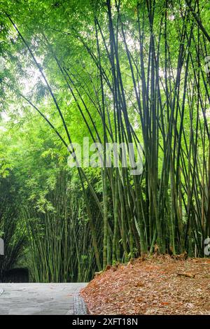Stone walkway through bamboo woods. Path among green bamboo trees in forest. Stock Photo