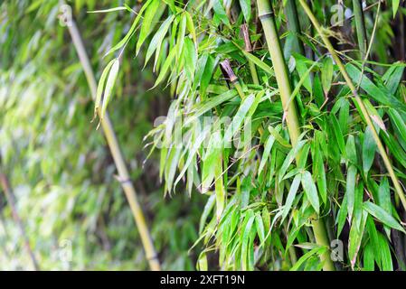 Beautiful bamboo trees in forest. Wonderful green leaves of bamboo trees in woods. Stock Photo