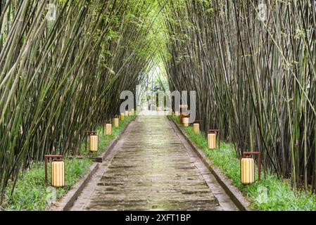 Scenic walkway through bamboo woods after rain. Amazing path among trees in a park. Stock Photo