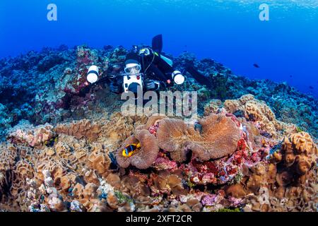 Clark's anemonefish, Amphiprion clarkii, and diver with an Ikelite camera housing system (MR),  Guam, Micronesia., Mariana Islands, Philippines Sea. S Stock Photo