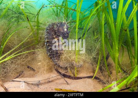 Spiny seahorse (Hippocampus guttulatus) female in a meadow of seagrass. (Zostera marina) Studland Bay, Dorset, England, UK. English Channel. Stock Photo