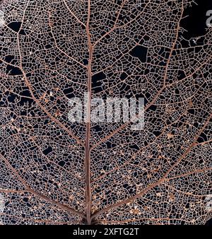 Black poplar (Populus nigra) leaf skeleton macro closeup Stock Photo