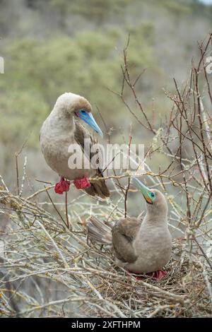 Red-footed booby (Sula sula), two looking at one another at nest site. Gardner Islet, Floreana Island, Galapagos. Stock Photo