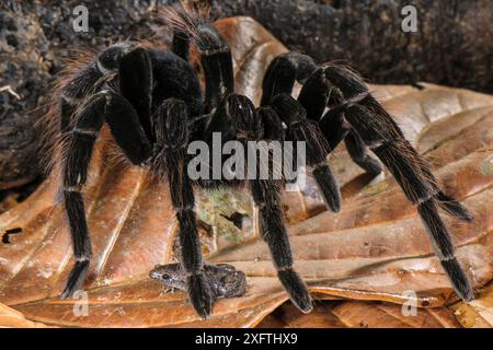 Peruvian Tarantula (Pamphobeteus sp.) adult, walking over Humming Frog (Chiasmocleis royi) without preying on it. Los Amigos Biological Station, Madre de Dios, Amazonia, Peru. These species have a commensal relationship. The tarantula protects the frog whilst the frog foraging keeps ants away from the tarantulas eggs. Stock Photo