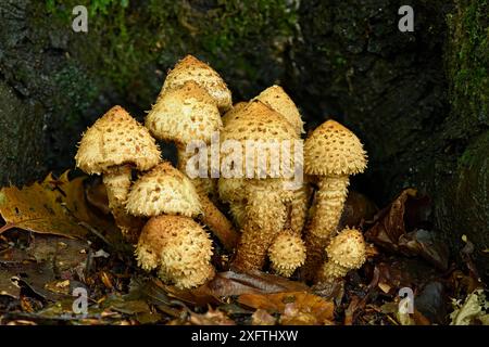 Shaggy Scalycap (Pholiota squarrosa) Group growing from base of Beech tree, Buckinghamshire, England, UK, October - Focus Stacked Stock Photo