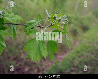 Wild Service Tree (Sorbus torminalis) Close up of leaves and flower buds a good ancient woodland indicator species, Cambridgeshire, England, UK, April Stock Photo