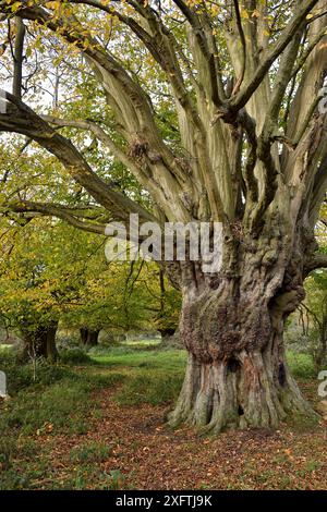 Hornbeam tree (Carpinus betulus) ancient pollard, Hatfield Forest, Essex, England, UK, October Stock Photo