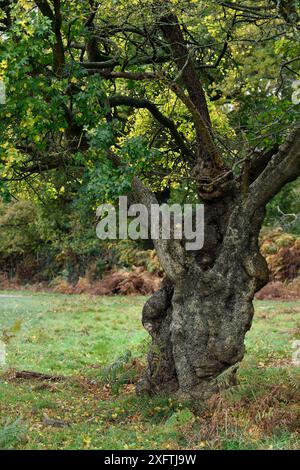 Field maple (Acer campestre) ancient pollarded tree, London, England, Uk, November Stock Photo