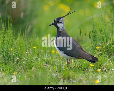 Lapwing (Vanellus vanellus) portrait in upland hay meadow, Upper Teesdale, CO Durham, England, UK, June Stock Photo