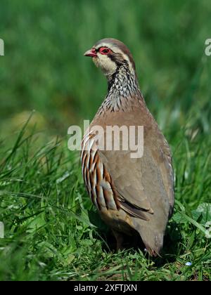 Red-legged partridge (Alectoris rufa) Looking back over shoulder, Hertfordshire, England, UK, May Stock Photo