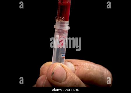 Platypus (Ornithorhynchus anatinus) blood taken from an anaesthetised platypus captured in field. It will be put into a test tube for later analysis. Dartmouth, Victoria, Australia. May 2018. Stock Photo