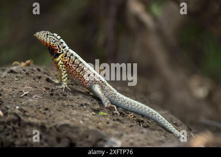 Santa Cruz lava lizard (Microlophus indefatigabilis), Santa Fe Island, Galapagos Stock Photo