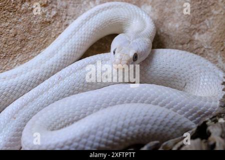 Texas rat snake (Pantherophis obsoletus lindheimeri) . Is a nonvenomous colubrid, found in the United States, mainly in the state of Texas. Stock Photo