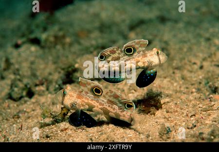 Two Crab-eye goby, Signigobius biocellatus, Papua New Guinea, Neu Britannien, New Britain Stock Photo