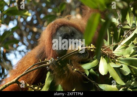 Tapanuli orangutan (Pongo tapanuliensis) Togus, adult flanged male feeding on flowers, Batang Toru Forest. Sumatran Orangutan Conservation Project, No Stock Photo