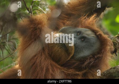 Tapanuli orangutan (Pongo tapanuliensis) Togus, adult flanged male, trying to nap in tree. Batang Toru Forest, Sumatran Orangutan Conservation Project Stock Photo