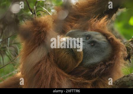 Tapanuli orangutan (Pongo tapanuliensis) Togus, adult flanged male, trying to nap in tree. Batang Toru Forest, Sumatran Orangutan Conservation Project, North Sumatran Province, Indonesia. Stock Photo