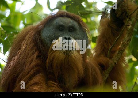 Tapanuli orangutan (Pongo tapanuliensis) Togus, adult flanged male, Batang Toru Forest. Sumatran Orangutan Conservation Project, North Sumatran Provin Stock Photo