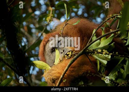 Tapanuli orangutan (Pongo tapanuliensis) Togus, adult flanged male, feeding on flowers. Batang Toru Forest. Sumatran Orangutan Conservation Project, N Stock Photo