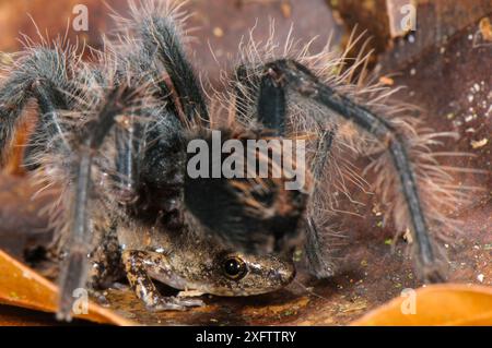 Peruvian Tarantula (Pamphobeteus sp.) young and Humming Frog (Chiasmocleis royi) together, Los Amigos Biological Station, Madre de Dios, Amazonia, Peru. These species have a commensal relationship. The tarantula protects the frog whilst the frog foraging keeps ants away from the tarantulas eggs. Stock Photo