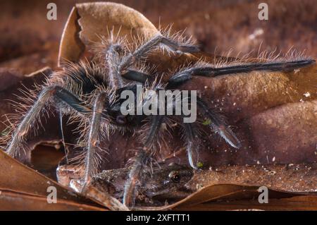 Peruvian Tarantula (Pamphobeteus sp.) young and Humming Frog (Chiasmocleis royi) together, Los Amigos Biological Station, Madre de Dios, Amazonia, Peru. These species have a commensal relationship. The tarantula protects the frog whilst the frog foraging keeps ants away from the tarantulas eggs. Stock Photo