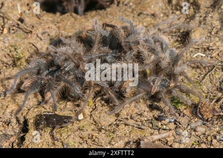 Peruvian Tarantula (Pamphobeteus sp.) young commonully feeding on a treefrog (Scinax ictericus) left to them by their mother, while a Humming Frog (Chiasmocleis royi) passes by unharmed, Los Amigos Biological Station, Madre de Dios, Amazonia, Peru. Stock Photo