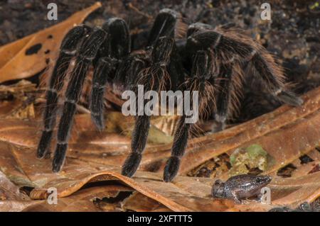 Peruvian Tarantula (Pamphobeteus sp.) and Humming Frog (Chiasmocleis royi) together, Los Amigos Biological Station, Madre de Dios, Amazonia, Peru. These species have a commensal relationship. The tarantula protects the frog whilst the frog foraging keeps ants away from the tarantulas eggs. Stock Photo