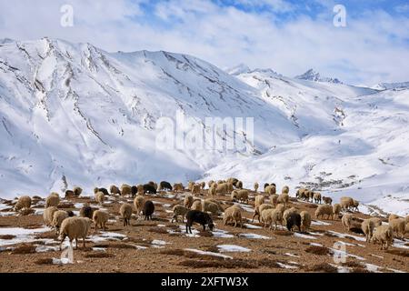 Sheep (Ovis aries) and Goat (Capra hircus) herd grazing over Kibber village in Spiti valley, Cold Desert Biosphere Reserve, Himalaya mountains, Himachal Pradesh, India, February Stock Photo