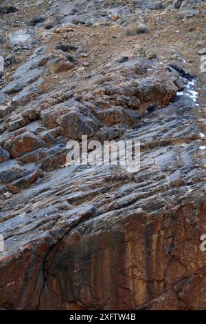 Snow leopard (Panthera uncia) male resting on rocks at 4000 m at dusk in Spiti valley, Cold Desert Biosphere Reserve, Himalaya mountains, Himachal Pradesh, India, February Stock Photo