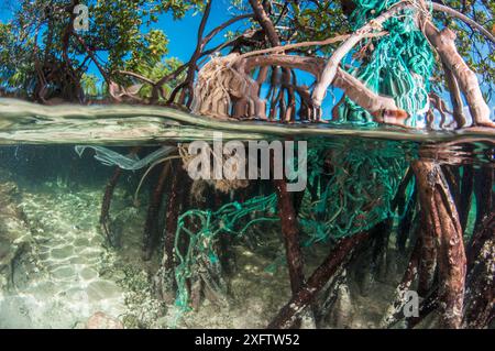 Lemon shark pups (Negaprion brevirostris) spend the first 5-8 years of their life in mangrove forests. The tangle of roots provides protection from predators and is full of potential prey like juvenile fish and crabs. Stock Photo