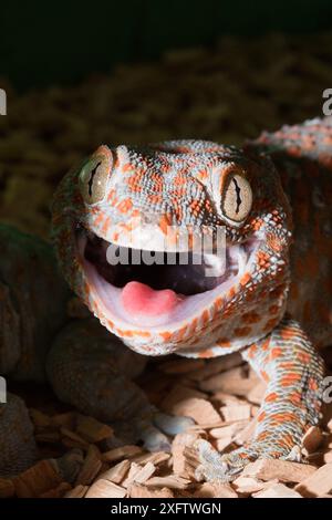 Tokay Gecko (Gekko Gecko) with open jaw Stock Photo