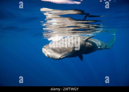 Sperm Whale in sea (Physeter catodon) Stock Photo