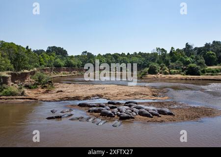 Hippopotamus (Hippopotamus amphibius) group relaxing in the Mara River, Masai Mara National Reserve, Kenya. Stock Photo