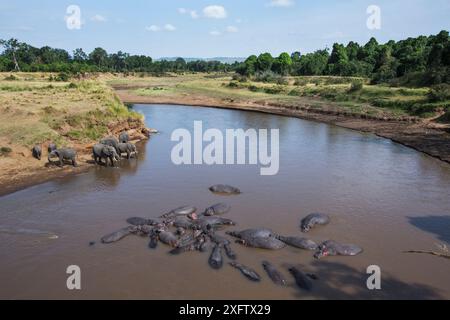 Hippopotamus (Hippopotamus amphibius) group resting in river while African elephants (Loxodonta africana) drink in the background, Masai Mara National Reserve, Kenya. Stock Photo