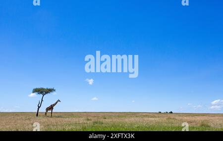 One Maasai giraffe (Giraffa camelopardalis tippelskirchi) standing under a tree in distance, Masai Mara National Reserve, Kenya. Stock Photo