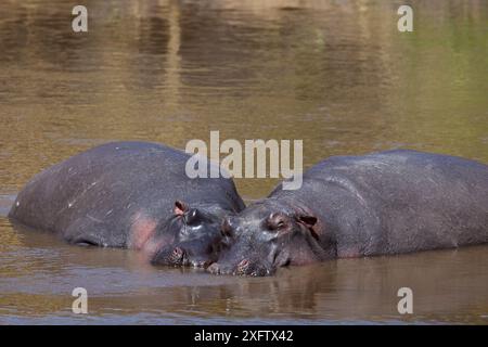 Hippopotamus (Hippopotamus amphibius) pair resting in the Mara River, Masai Mara National Reserve, Kenya. Stock Photo