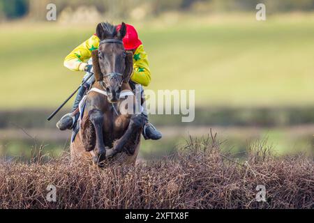 Racehorse jumping fence in  Itton point-to-point horse race, Monmouthshire, Wales, UK. Stock Photo